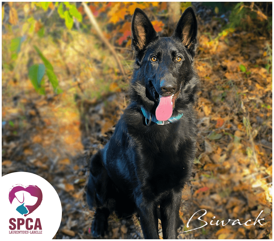 Biwack - Mixed Breed available for adoption at SPCA Laurentides-Labelle in Montreal