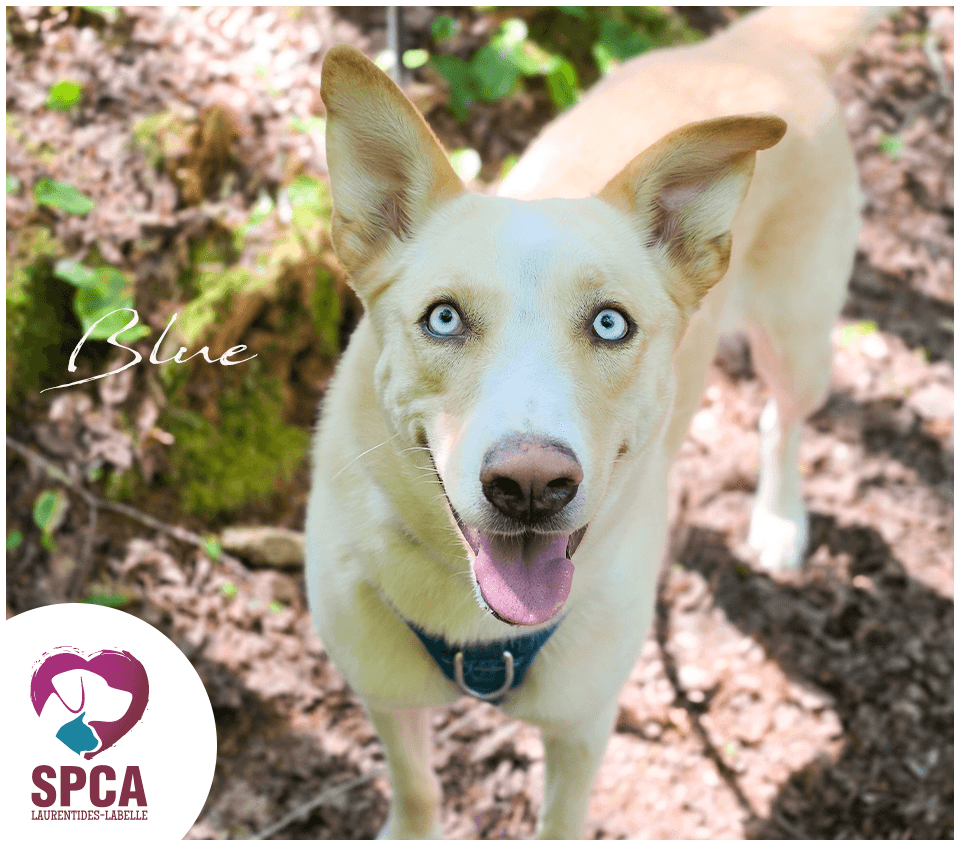 Blue - Husky Mix available for adoption at SPCA Laurentides-Labelle in Montreal