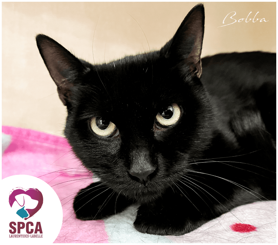 A Parent - Domestic Shorthair cat available for adoption at SPCA Laurentides-Labelle in Montreal