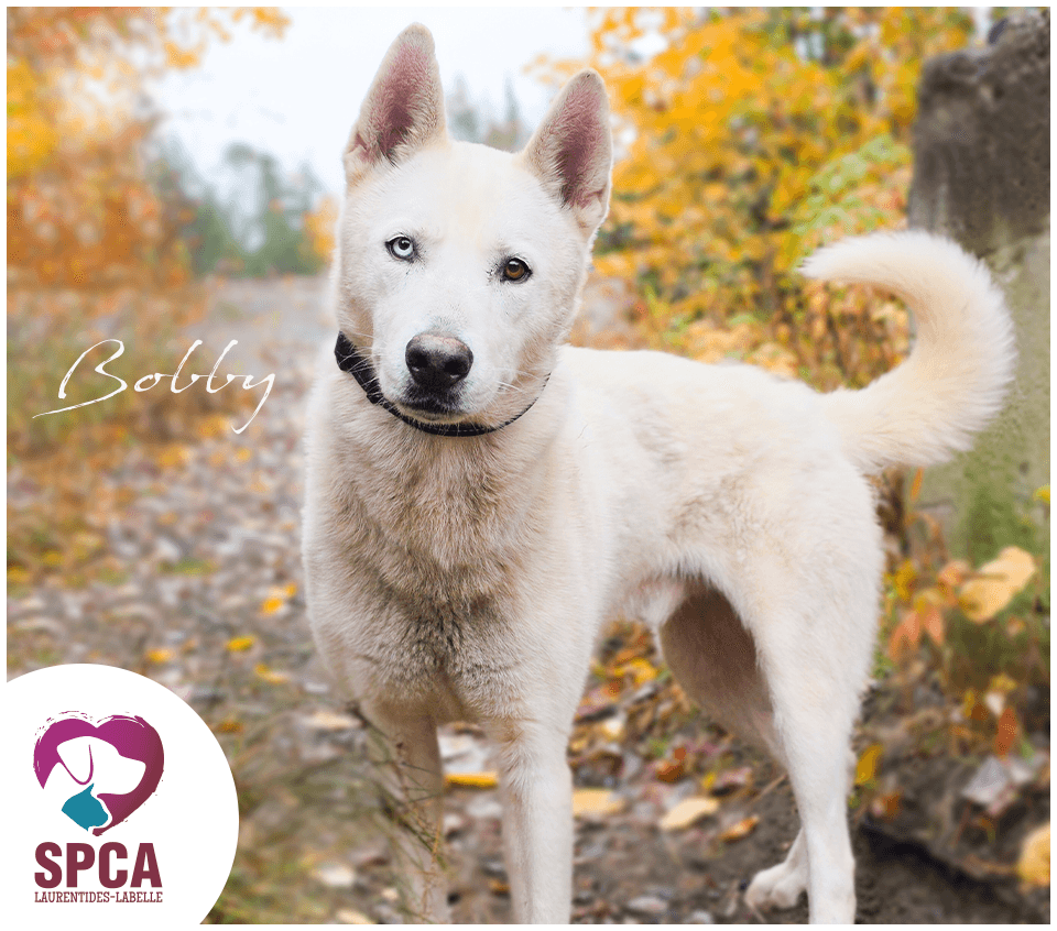 Bobby - Mixed Breed available for adoption at SPCA Laurentides-Labelle in Montreal