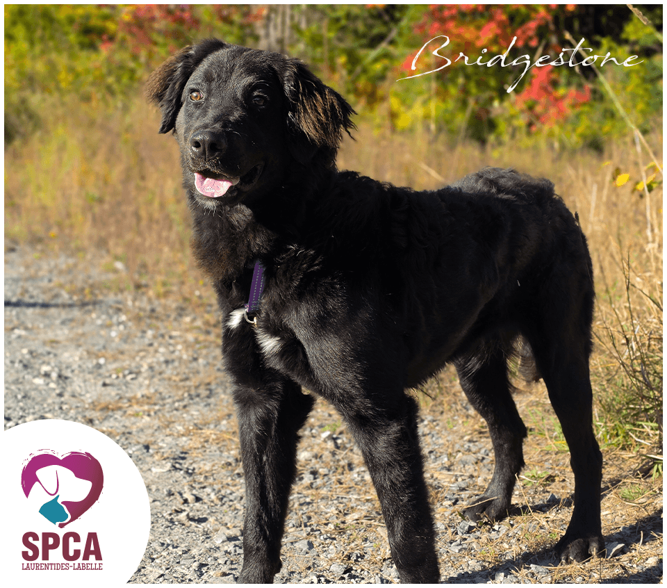 Bridgestone - Mixed Breed available for adoption at SPCA Laurentides-Labelle in Montreal