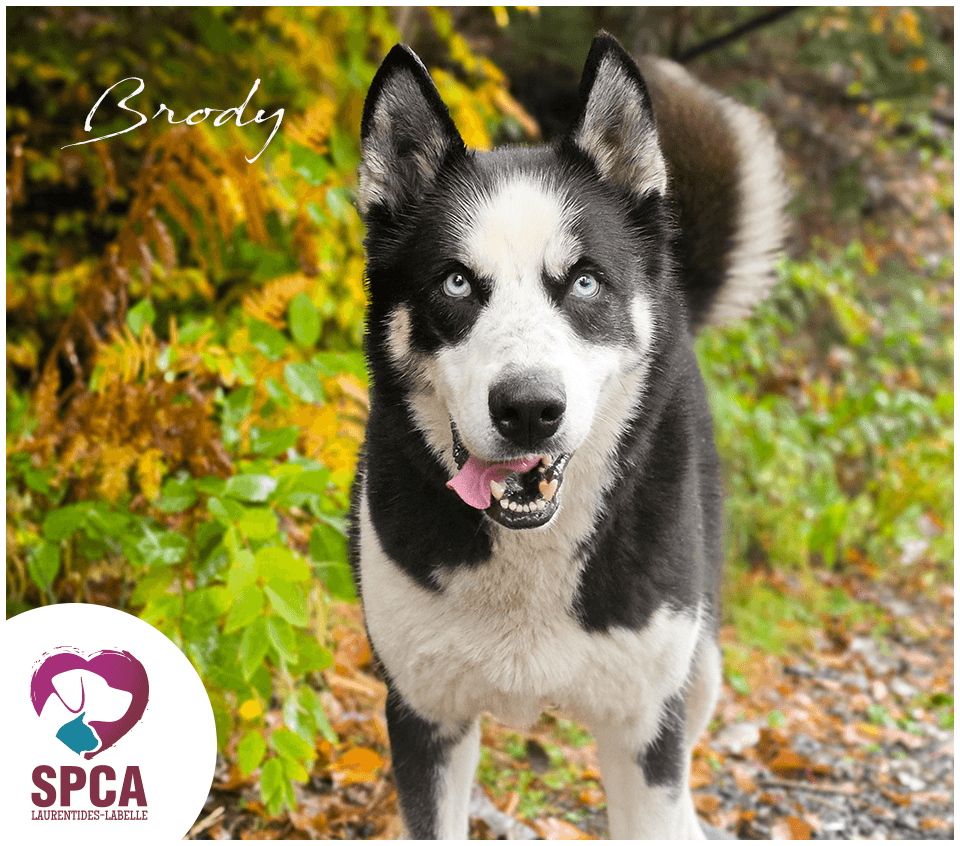 Brody - Mixed Breed available for adoption at SPCA Laurentides-Labelle in Montreal
