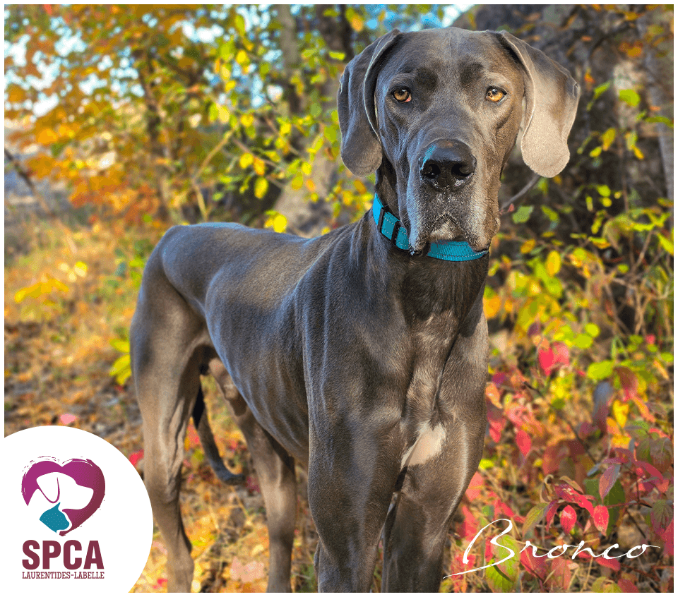 Bronco - Mixed Breed available for adoption at SPCA Laurentides-Labelle in Montreal