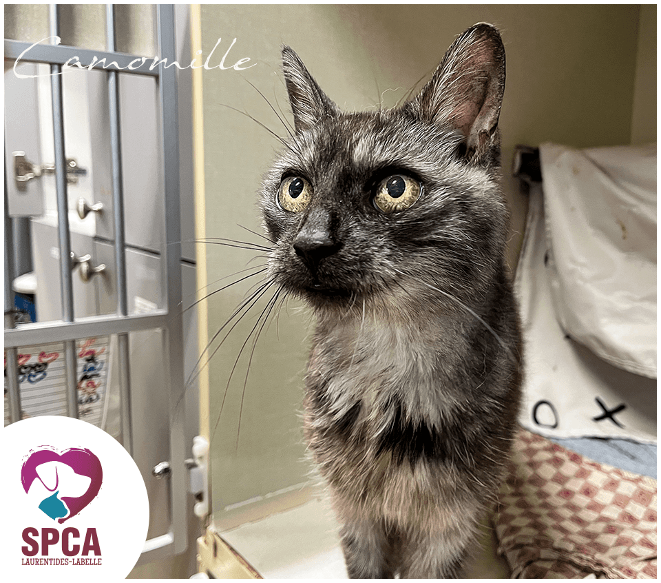 Camomille - Domestic Shorthair cat available for adoption at SPCA Laurentides-Labelle in Montreal