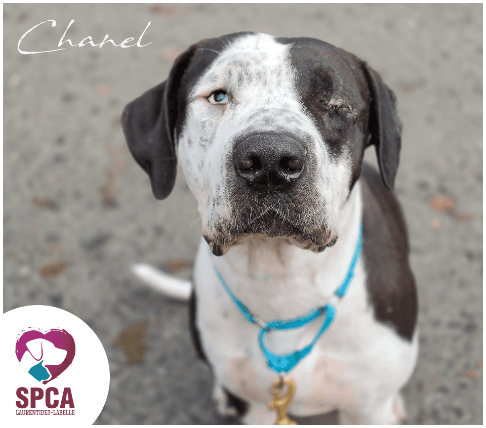 Chanel - Mixed Breed available for adoption