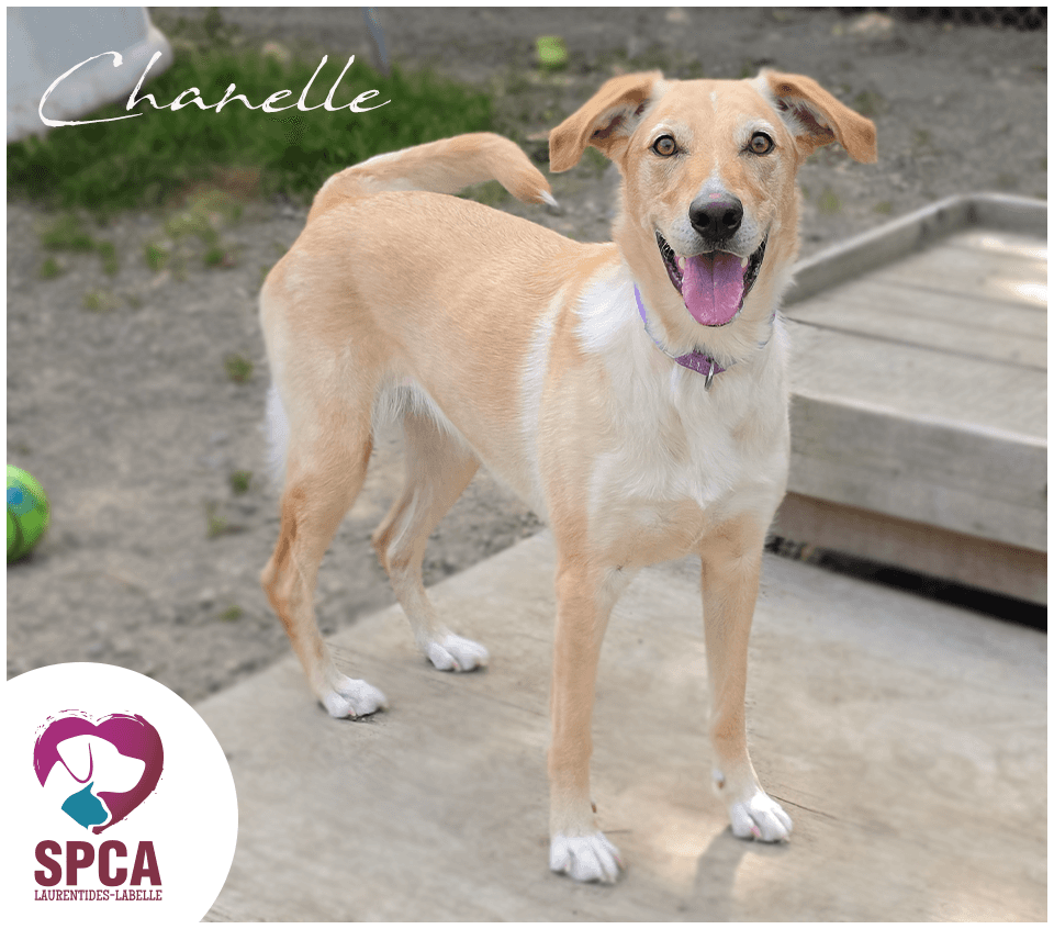 Chanelle - Mixed Breed available for adoption at SPCA Laurentides-Labelle in Montreal
