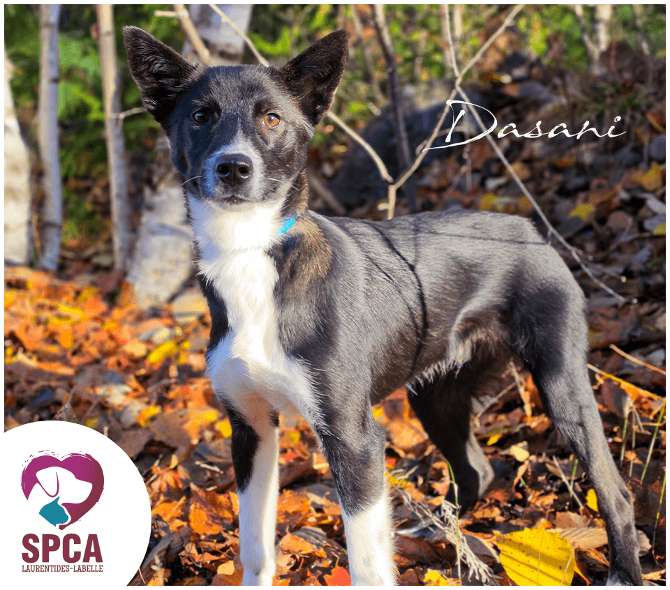 Dasani - Husky available for adoption at SPCA Laurentides-Labelle in Montreal