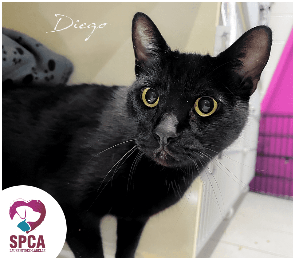 Diego - Domestic Shorthair cat available for adoption at SPCA Laurentides-Labelle in Montreal
