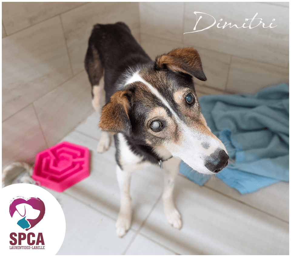 Dimitri - Mixed Breed available for adoption
