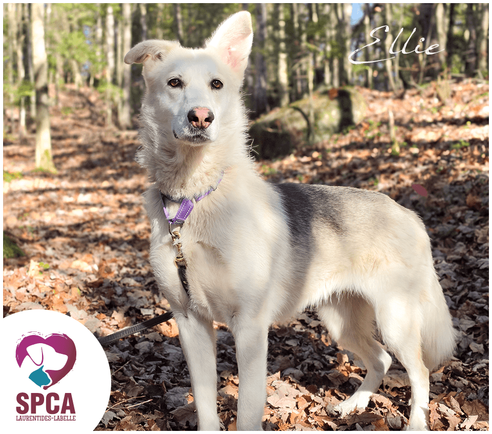 Ellie - Husky Mix available for adoption