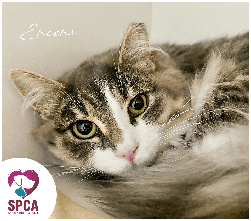 Encens - Domestic Shorthair cat available for adoption at SPCA Laurentides-Labelle in Montreal