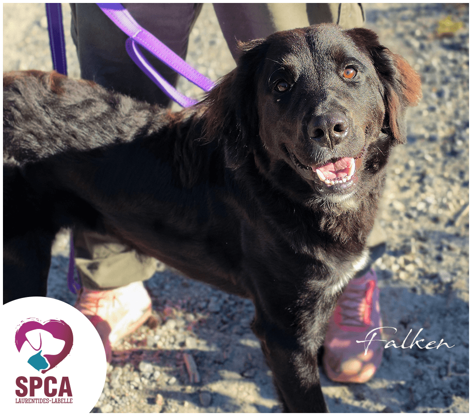 Falken - Mixed Breed available for adoption at SPCA Laurentides-Labelle in Montreal