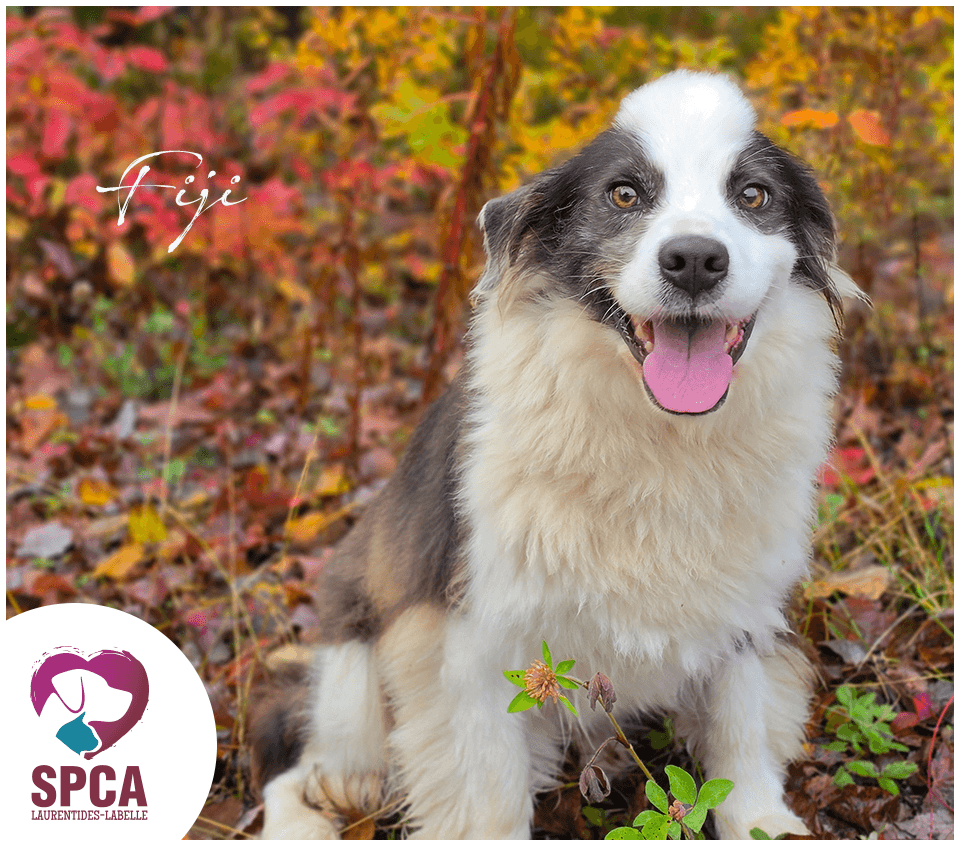 Fiji - Border Collie Mix available for adoption at SPCA Laurentides-Labelle in Montreal