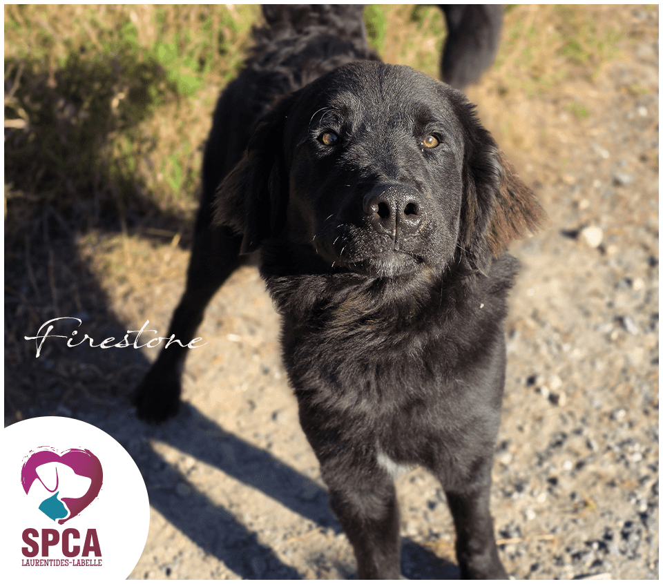 Firestone - Mixed Breed available for adoption
