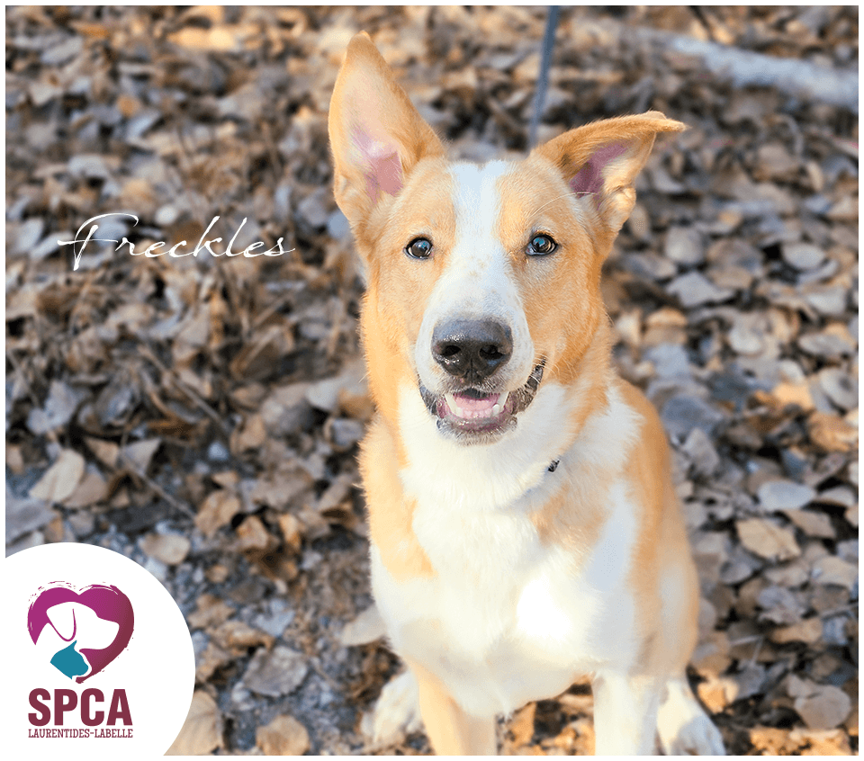 Freckles - Shepherd Mix available for adoption at SPCA Laurentides-Labelle in Montreal