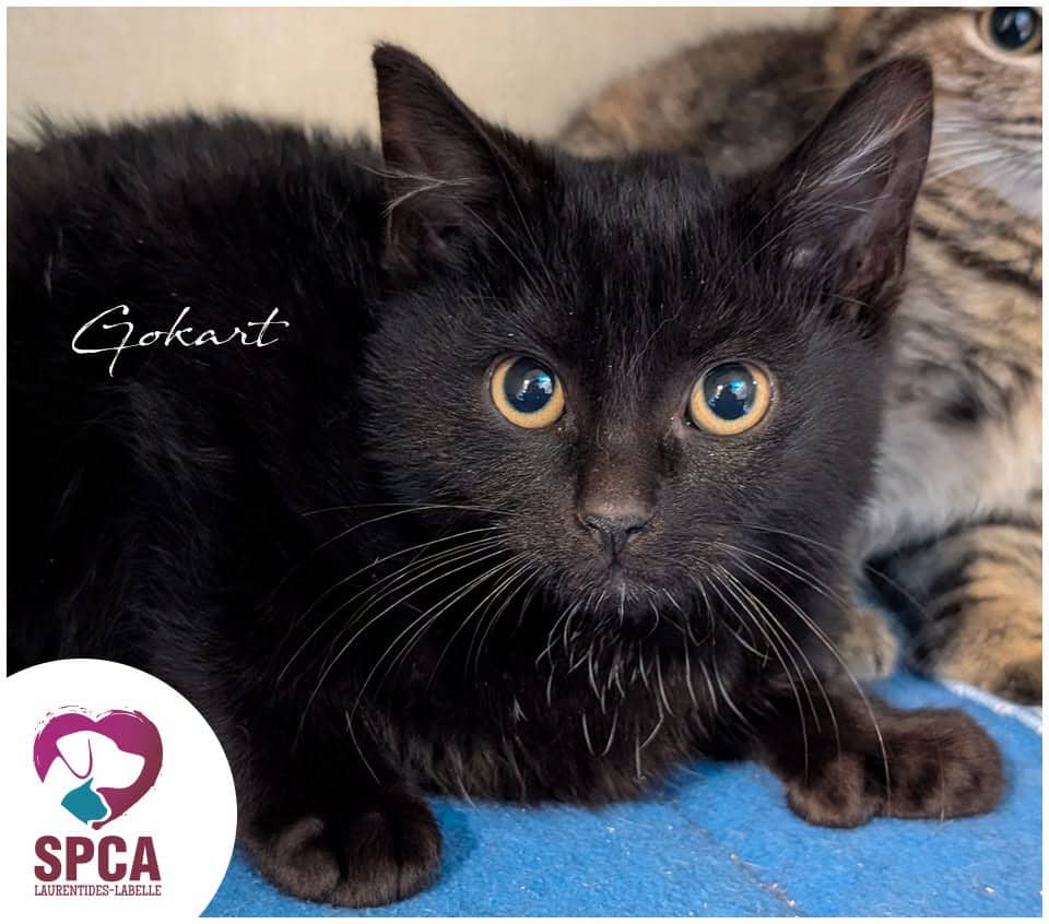 Gokart - Domestic Shorthair cat available for adoption at SPCA Laurentides-Labelle in Montreal