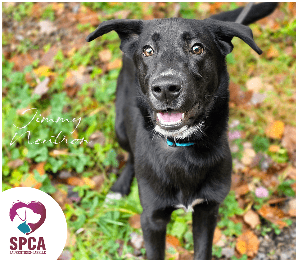 Jimmy Neutron - Labrador Retriever Mix available for adoption at SPCA Laurentides-Labelle in Montreal
