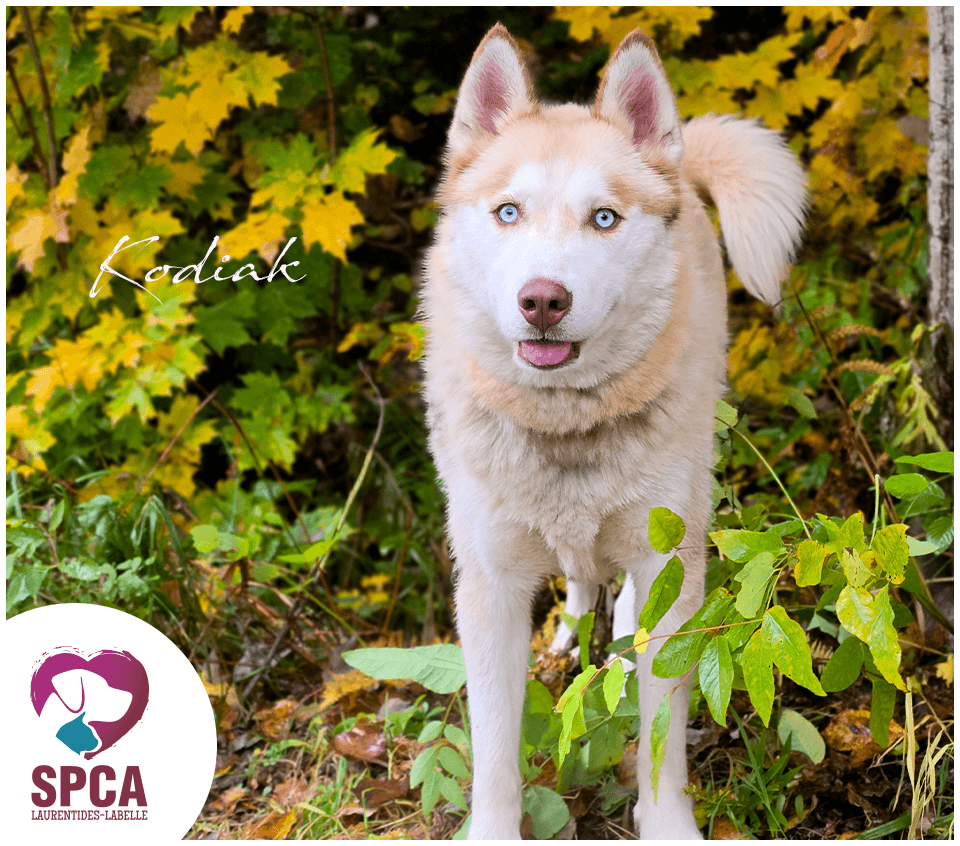 Kodiak - Mixed Breed available for adoption at SPCA Laurentides-Labelle in Montreal