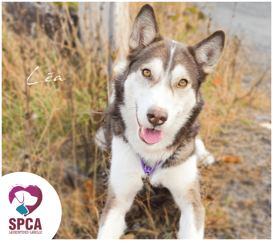Lea - Husky available for adoption at SPCA Laurentides-Labelle in Montreal