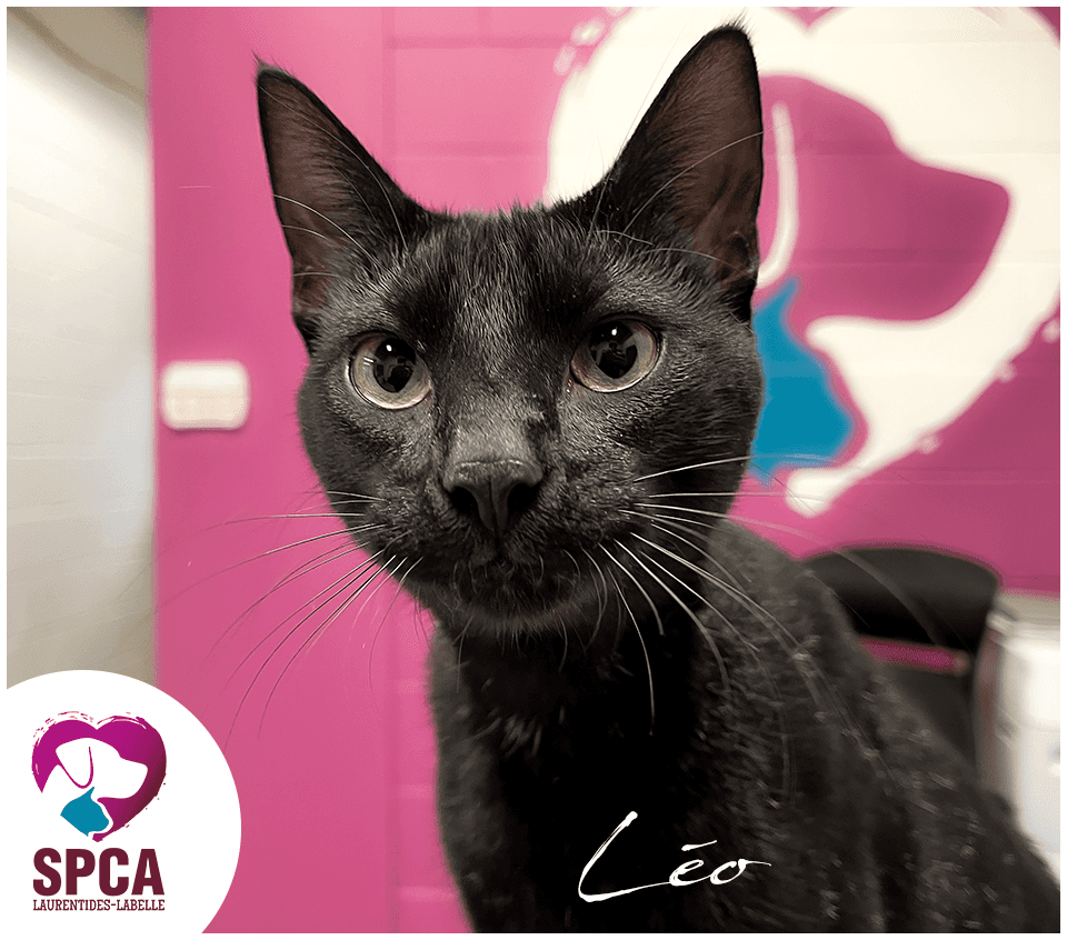 Leo - Domestic Shorthair cat available for adoption at SPCA Laurentides-Labelle in Montreal