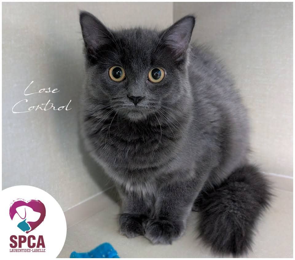 Lose Control - Domestic Shorthair cat available for adoption at SPCA Laurentides-Labelle in Montreal