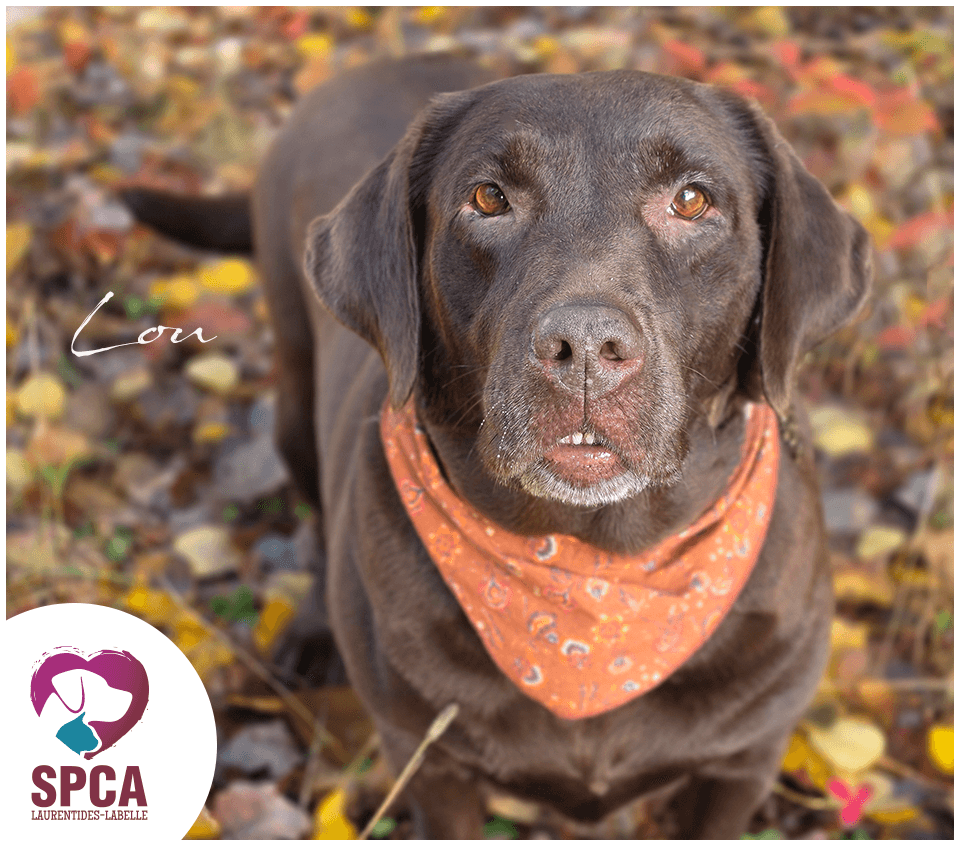 Lou - Labrador Retriever available for adoption