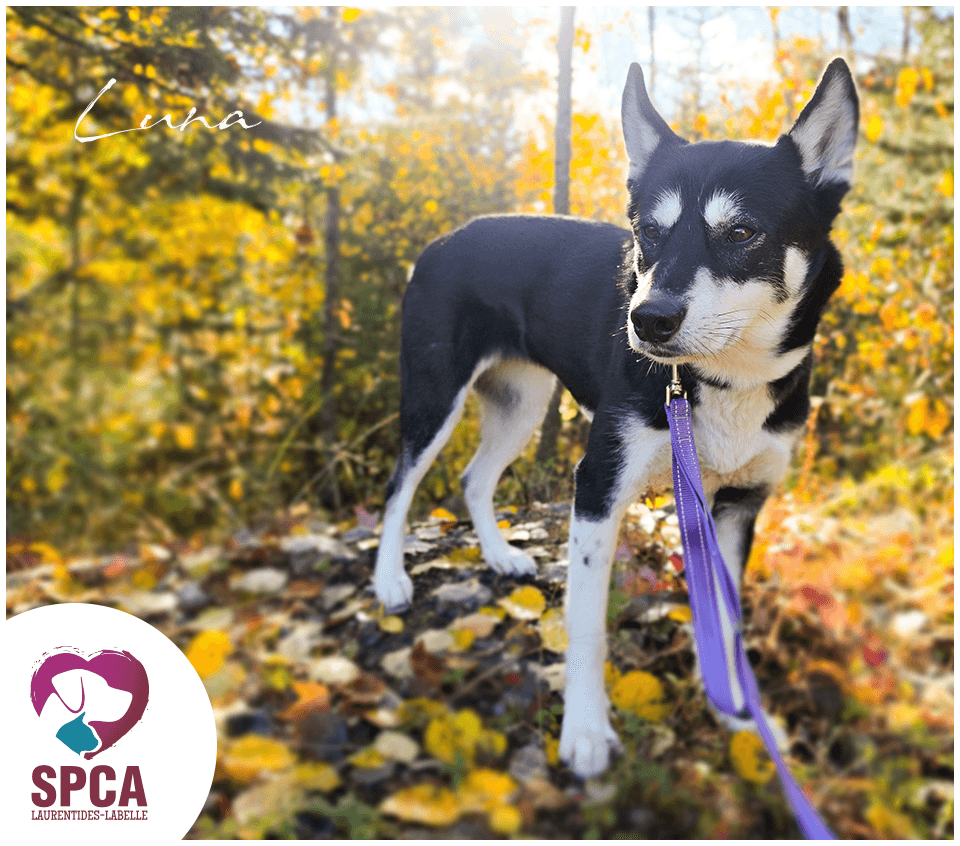 Luna - Mixed Breed available for adoption at SPCA Laurentides-Labelle in Montreal