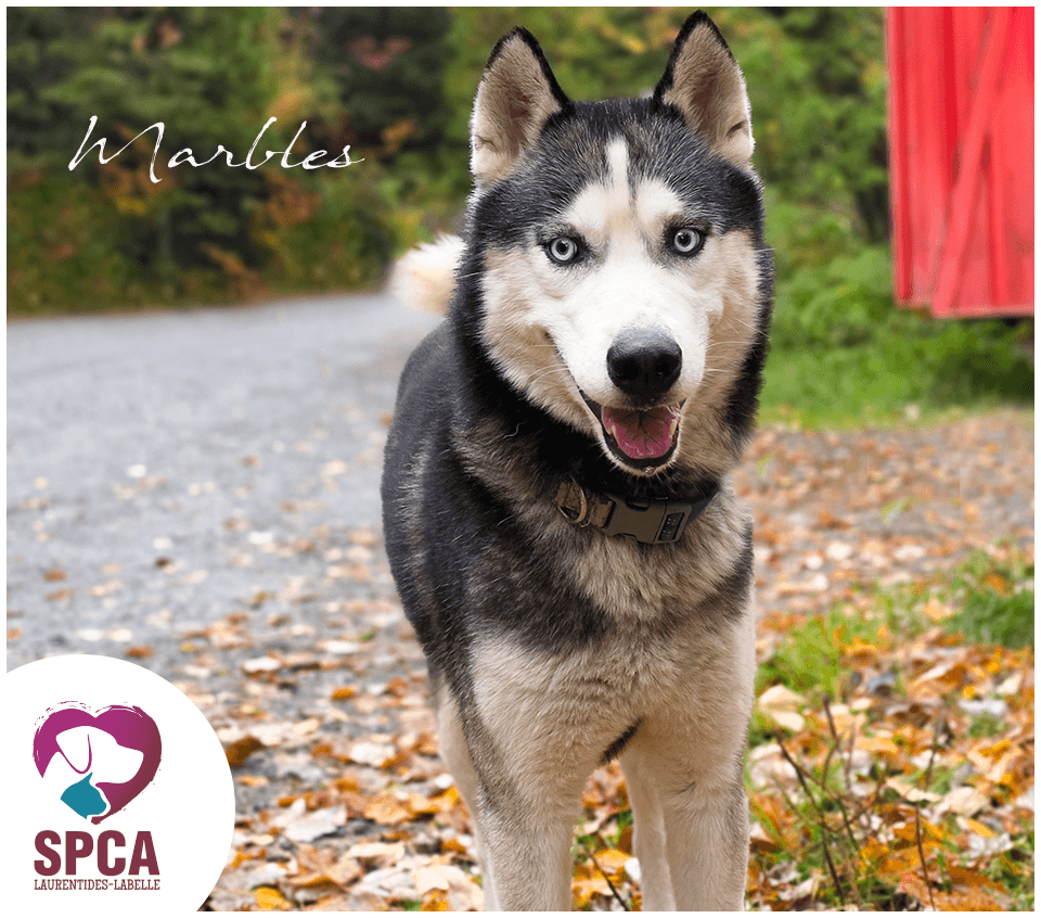 Marbles - Mixed Breed available for adoption at SPCA Laurentides-Labelle in Montreal