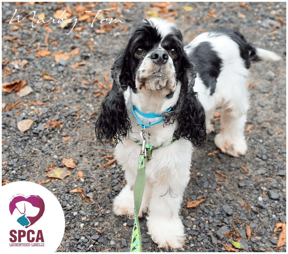 Marky Tom - Cocker américain available for adoption