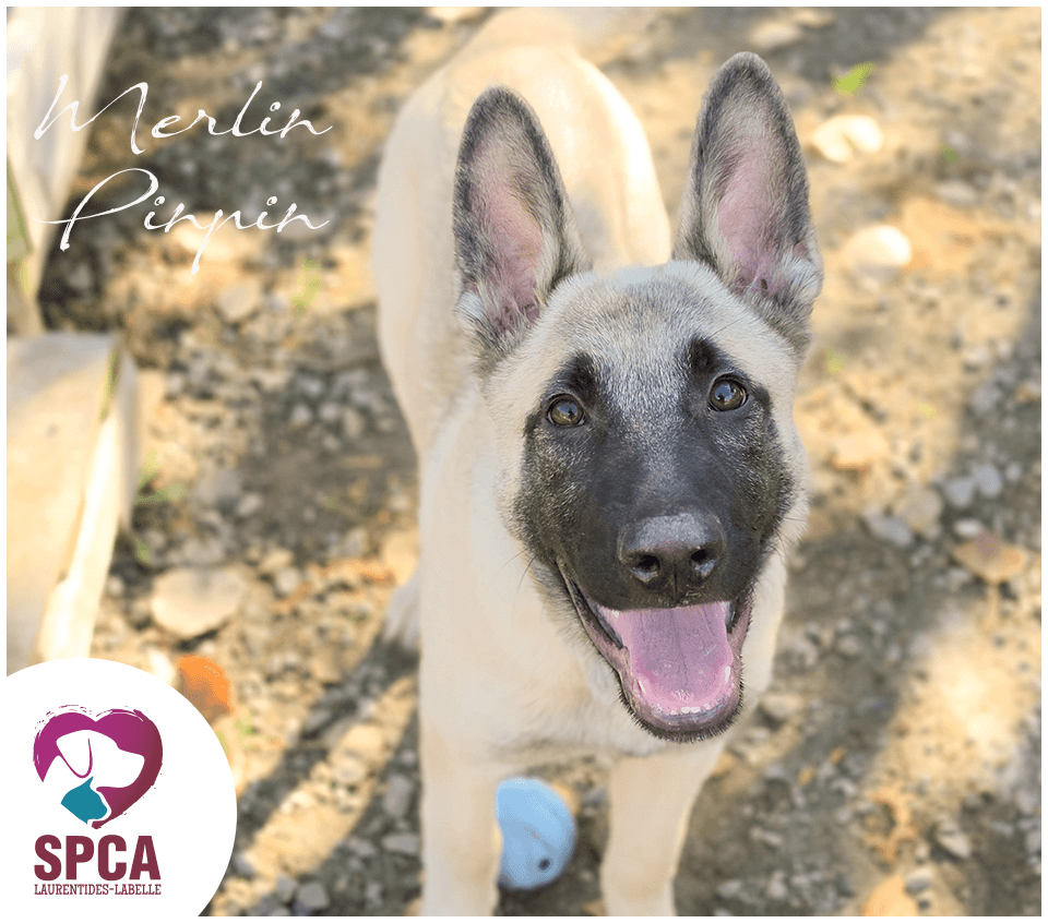 Merlin Pinpin - Belgian Malinois Mix available for adoption at SPCA Laurentides-Labelle in Montreal