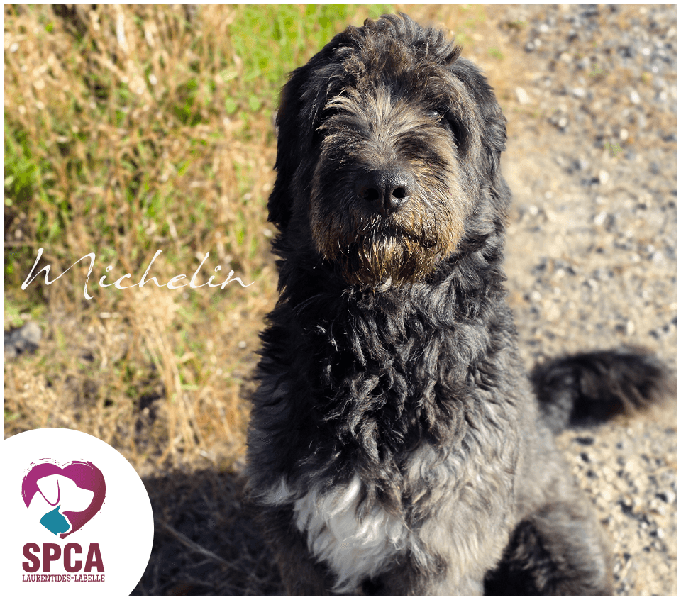 Michelin - Mixed Breed available for adoption at SPCA Laurentides-Labelle in Montreal
