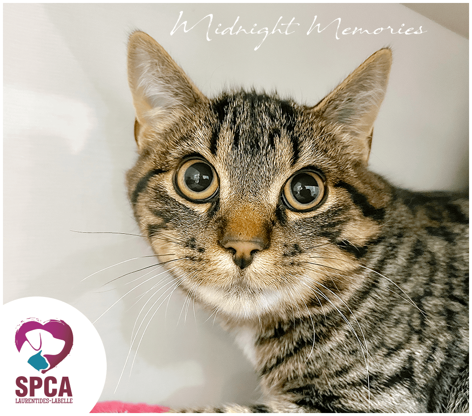 Midnight Memories - Domestic Shorthair cat available for adoption at SPCA Laurentides-Labelle in Montreal
