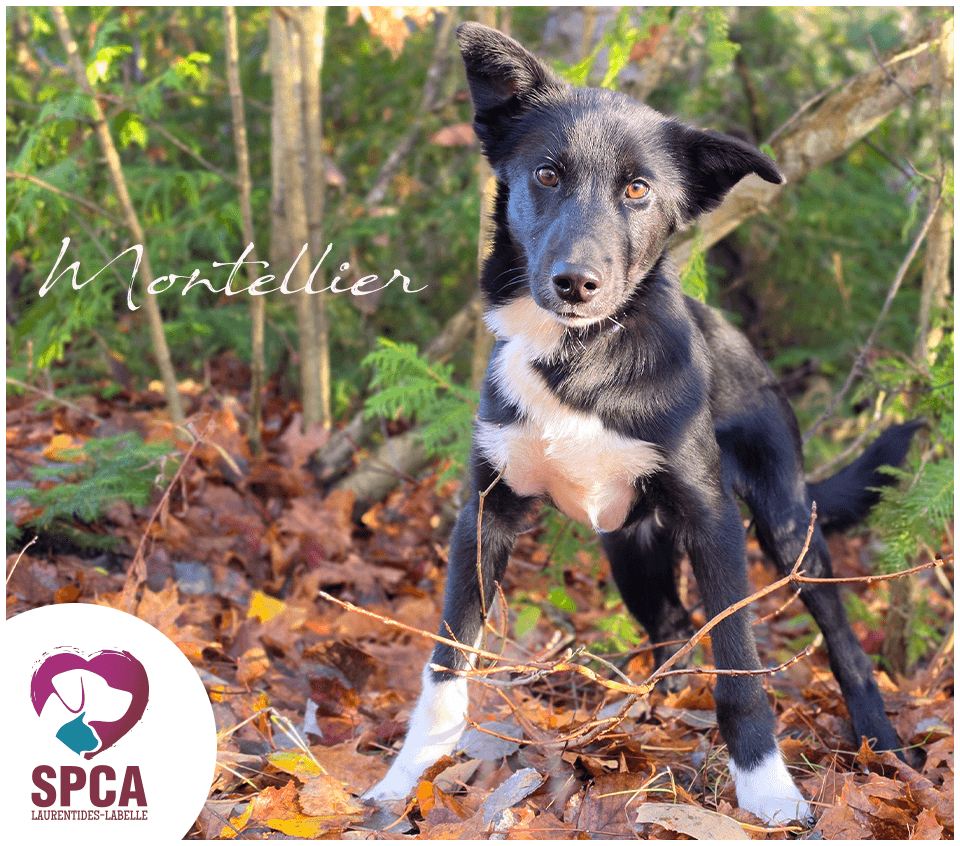 Montellier - Husky available for adoption at SPCA Laurentides-Labelle in Montreal