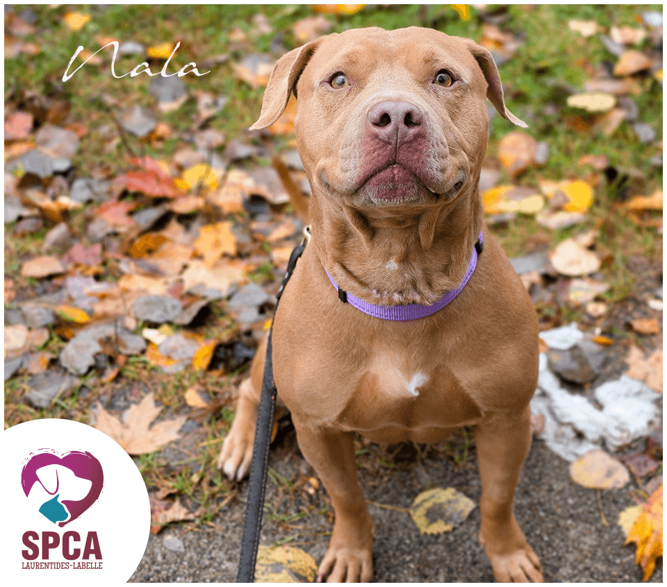 Nala - American Staffordshire Terrier / Terrier Mix available for adoption at SPCA Laurentides-Labelle in Montreal