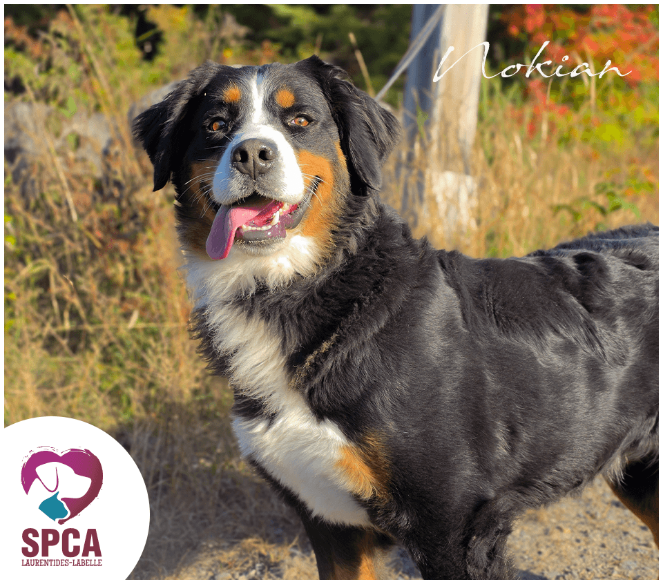 Nokian - Mixed Breed available for adoption at SPCA Laurentides-Labelle in Montreal