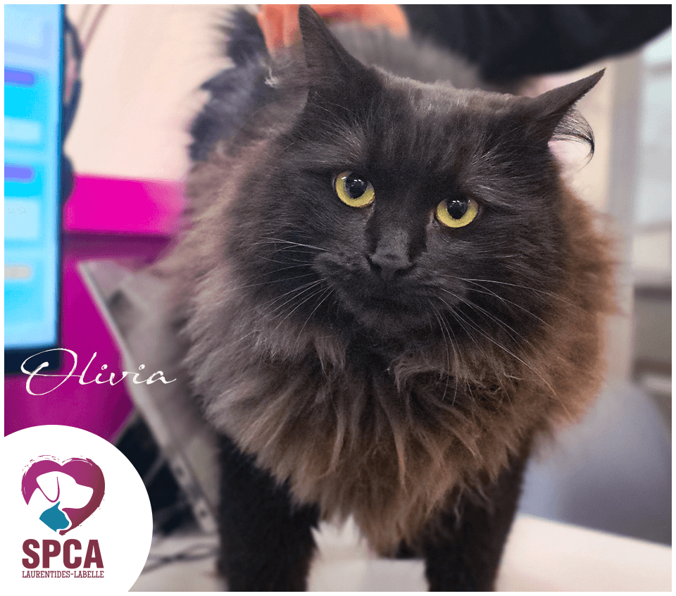 Olivia - Domestic Shorthair cat available for adoption at SPCA Laurentides-Labelle in Montreal