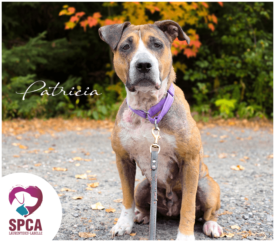 Patricia - Mixed Breed available for adoption at SPCA Laurentides-Labelle in Montreal