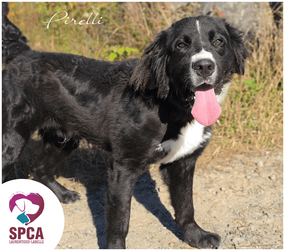 Pirelli - Mixed Breed available for adoption