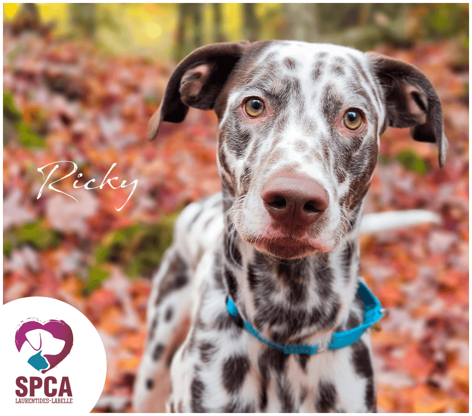 Ricky - Mixed Breed available for adoption at SPCA Laurentides-Labelle in Montreal