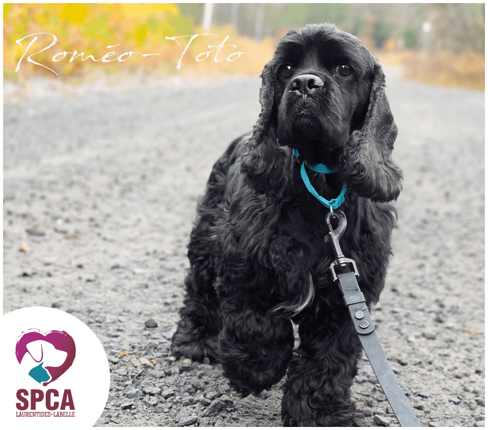 Romeo Toto - Cocker americain available for adoption