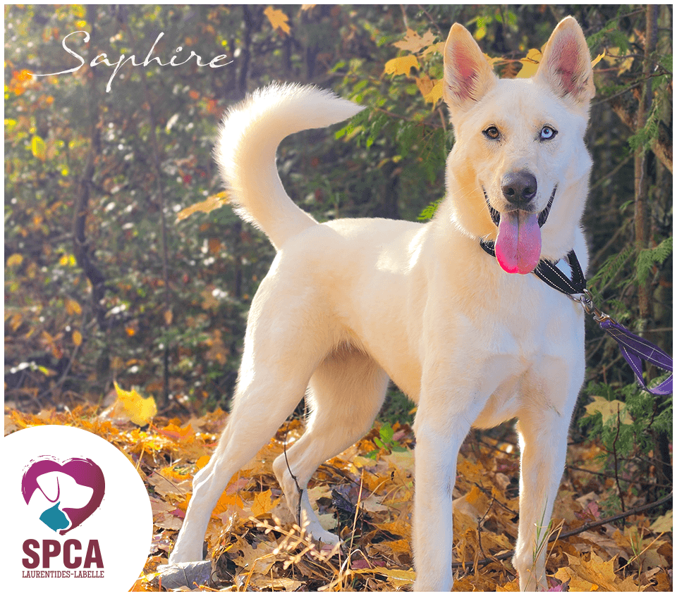 Saphire - Mixed Breed available for adoption at SPCA Laurentides-Labelle in Montreal