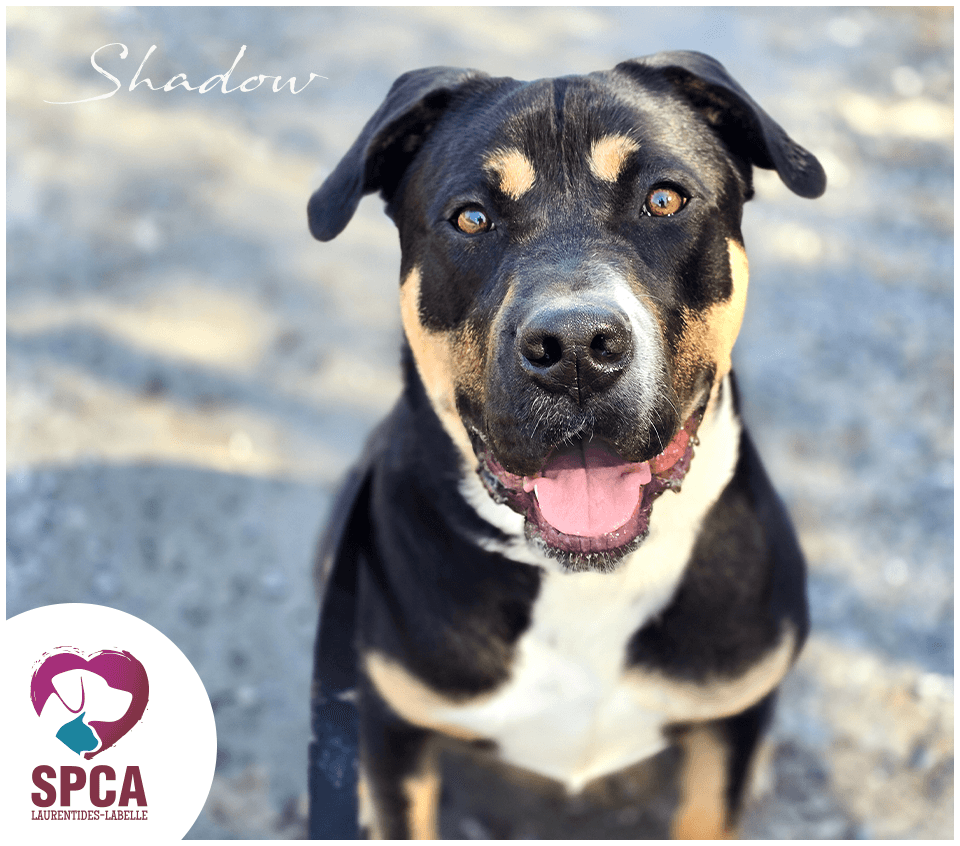 Shadow - Mixed Breed available for adoption at SPCA Laurentides-Labelle in Montreal