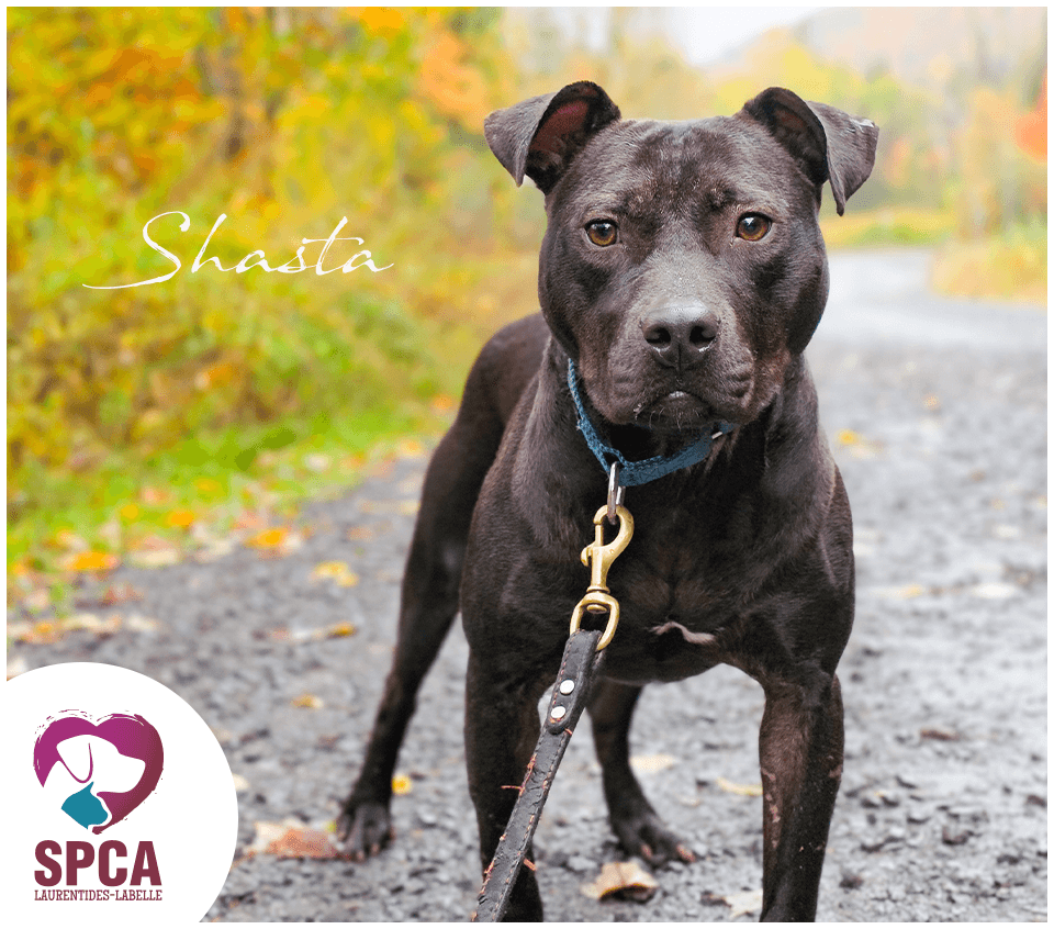 Shasta - Mixed Breed available for adoption at SPCA Laurentides-Labelle in Montreal