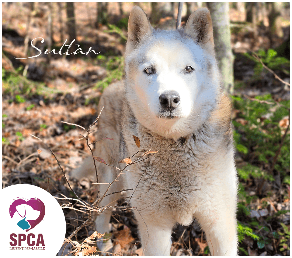 Sultan - Husky available for adoption