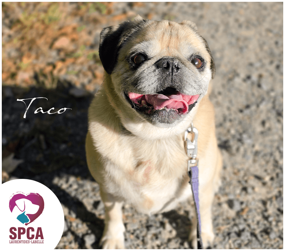 Taco - Mixed Breed available for adoption at SPCA Laurentides-Labelle in Montreal