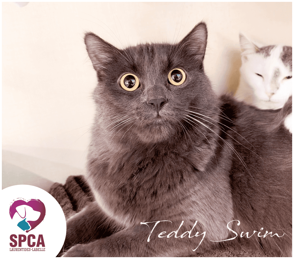Teddy Swims - Domestic Shorthair cat available for adoption at SPCA Laurentides-Labelle in Montreal
