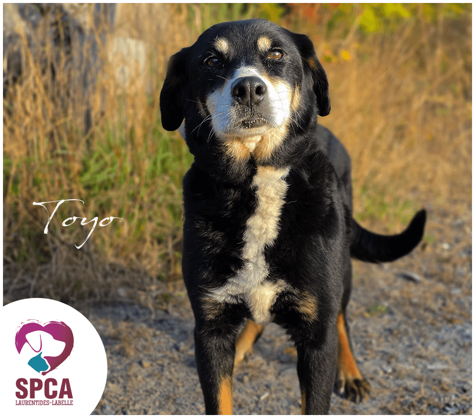 Toyo - Mixed Breed available for adoption at SPCA Laurentides-Labelle in Montreal