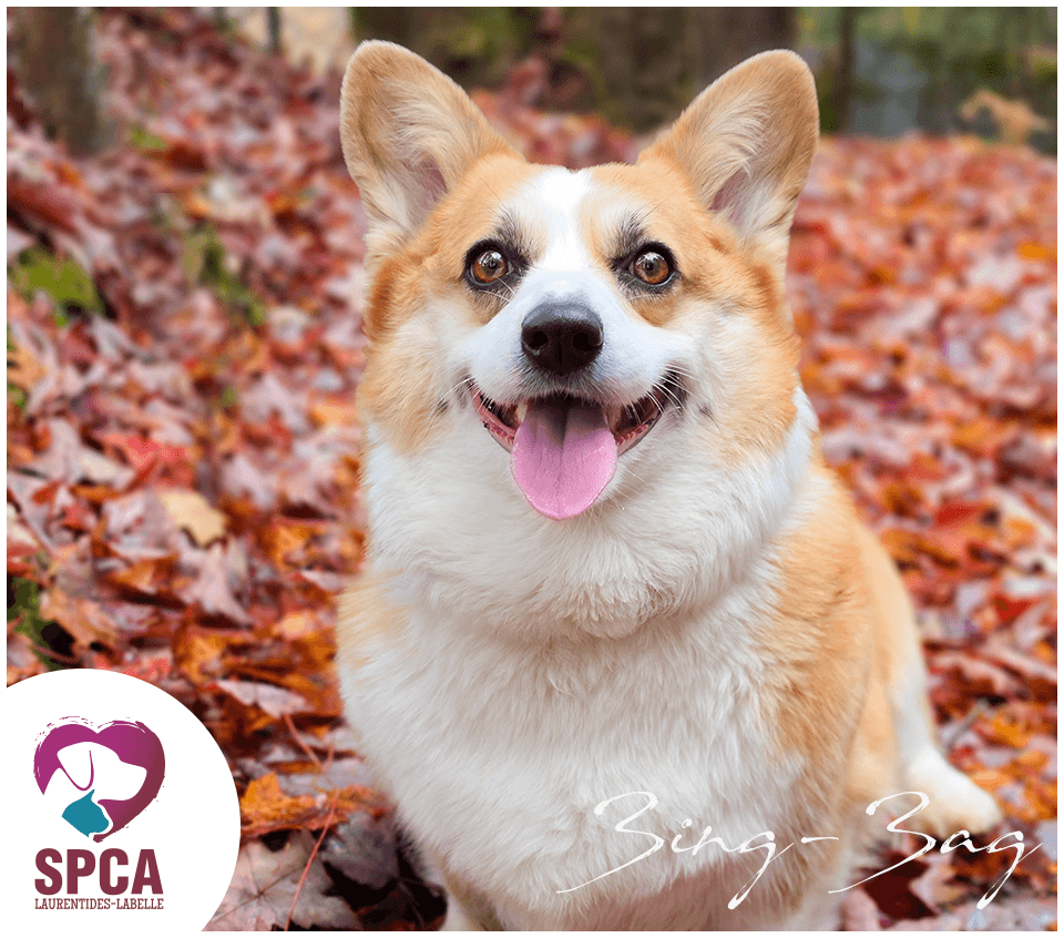 Zing Zag - Mixed Breed available for adoption at SPCA Laurentides-Labelle in Montreal