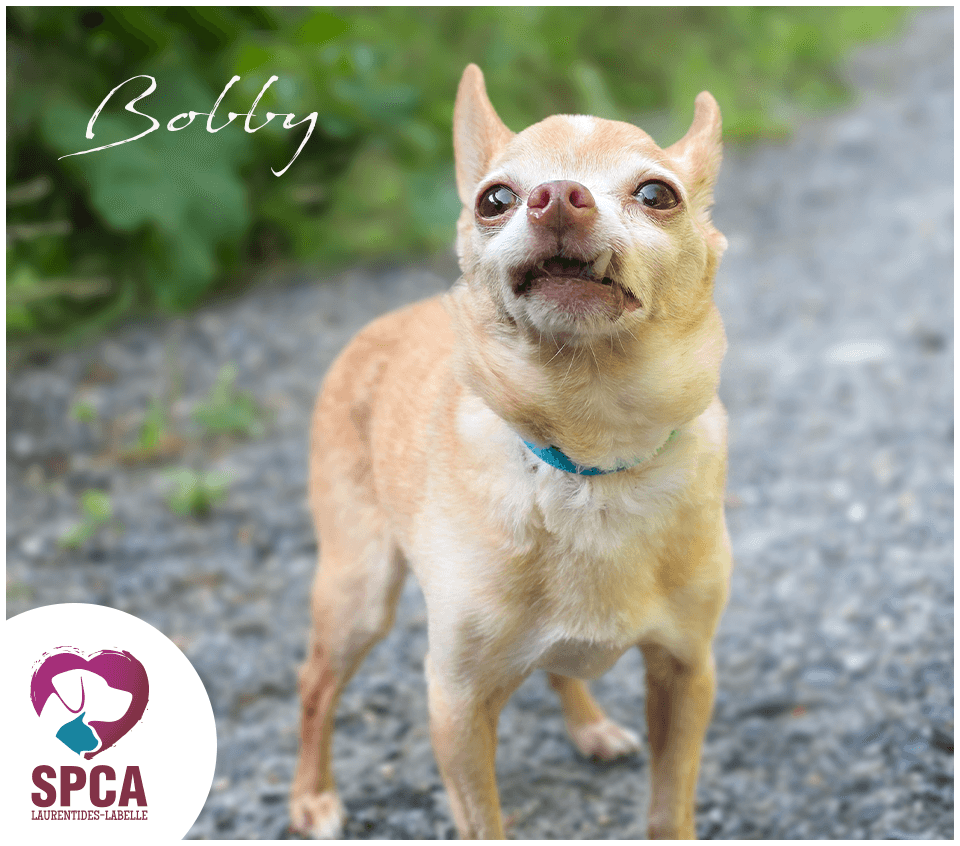 Bobby - Chihuahua Mix available for adoption at SPCA Laurentides-Labelle in Montreal