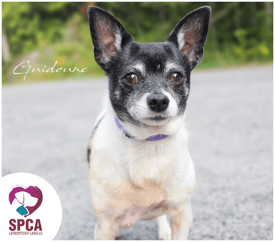 Guidoune - Chihuahua available for adoption